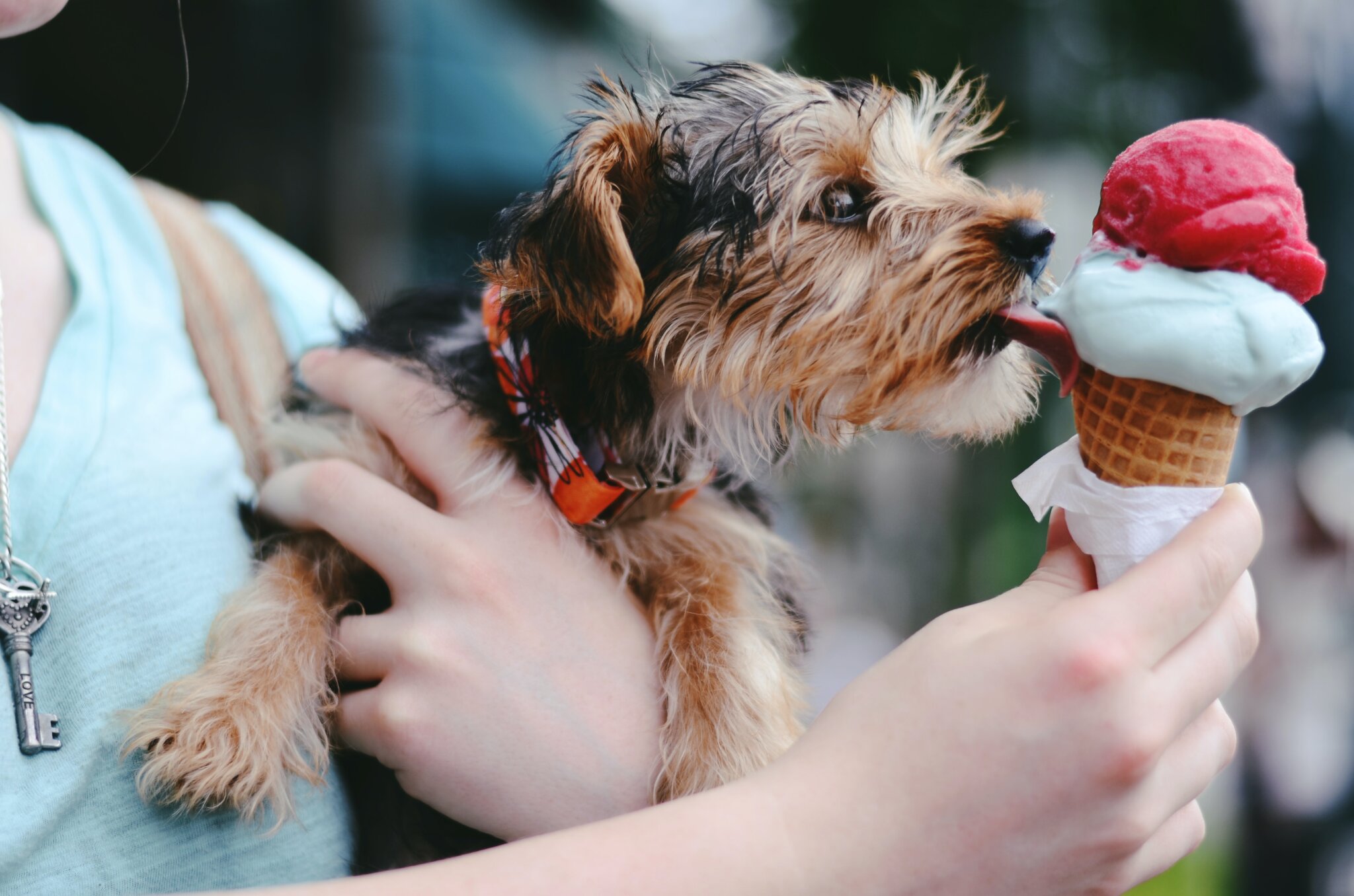 how-to-cool-down-a-dog-10-ways-to-help-dogs-beat-the-heat-super