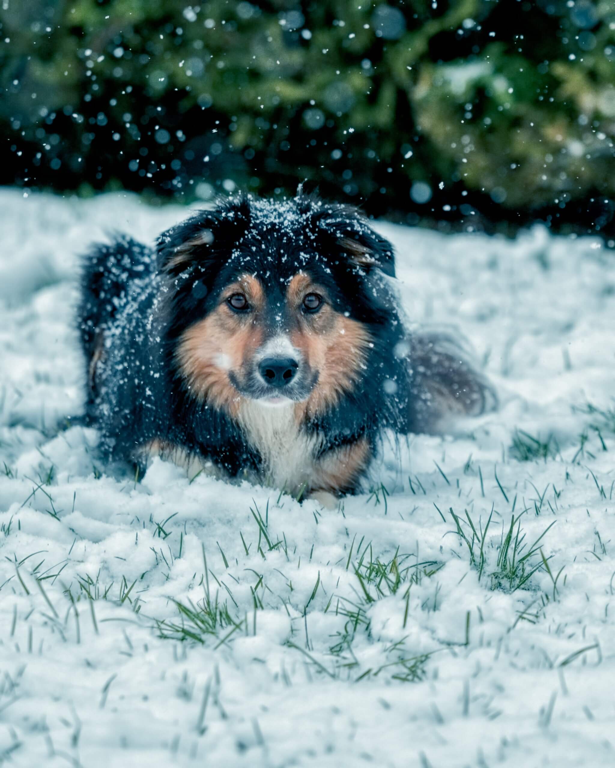 How to Exercise Your Service Dog Indoors During Inclement Weather