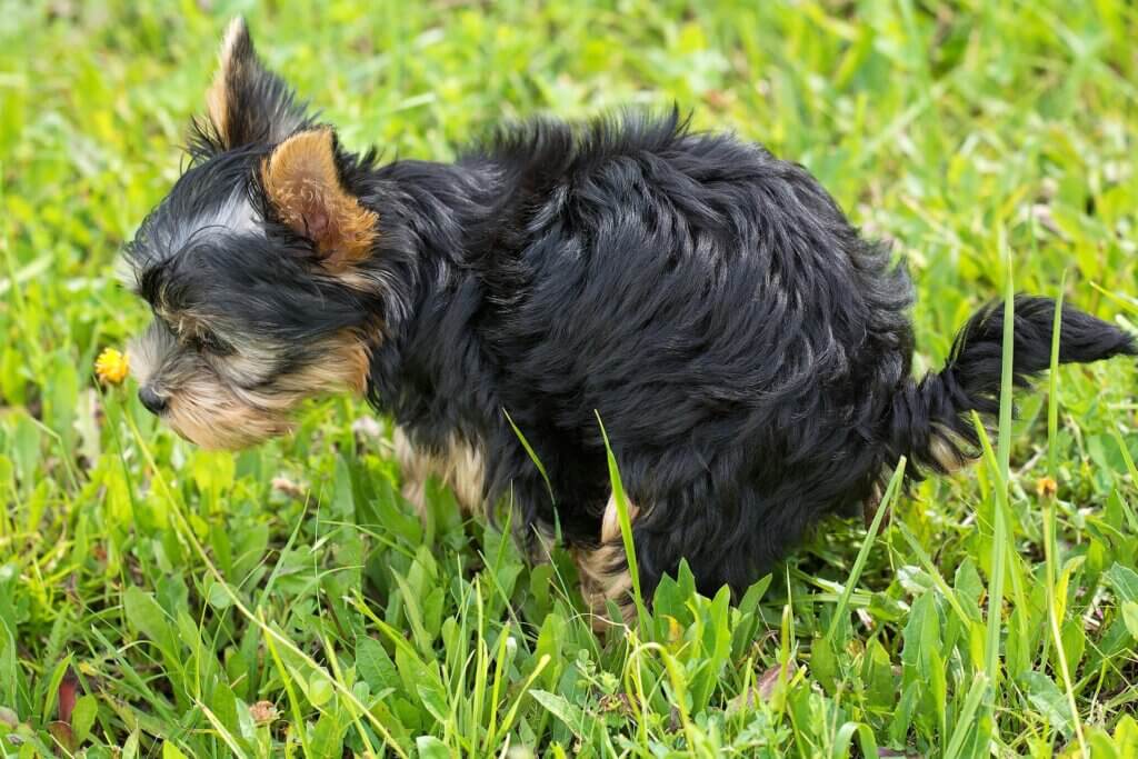 train your dog to poop in one spot