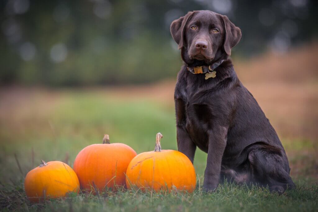 15-dog-friendly-fall-activities-near-me-dallas-area-super-scoopers