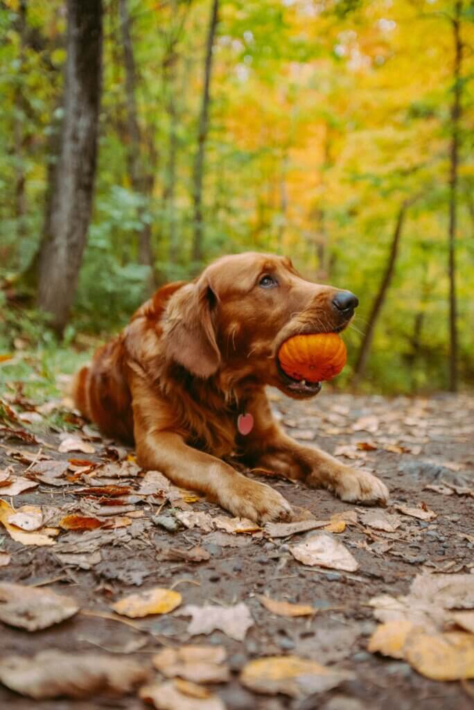 15-dog-friendly-fall-activities-near-me-dallas-area-super-scoopers