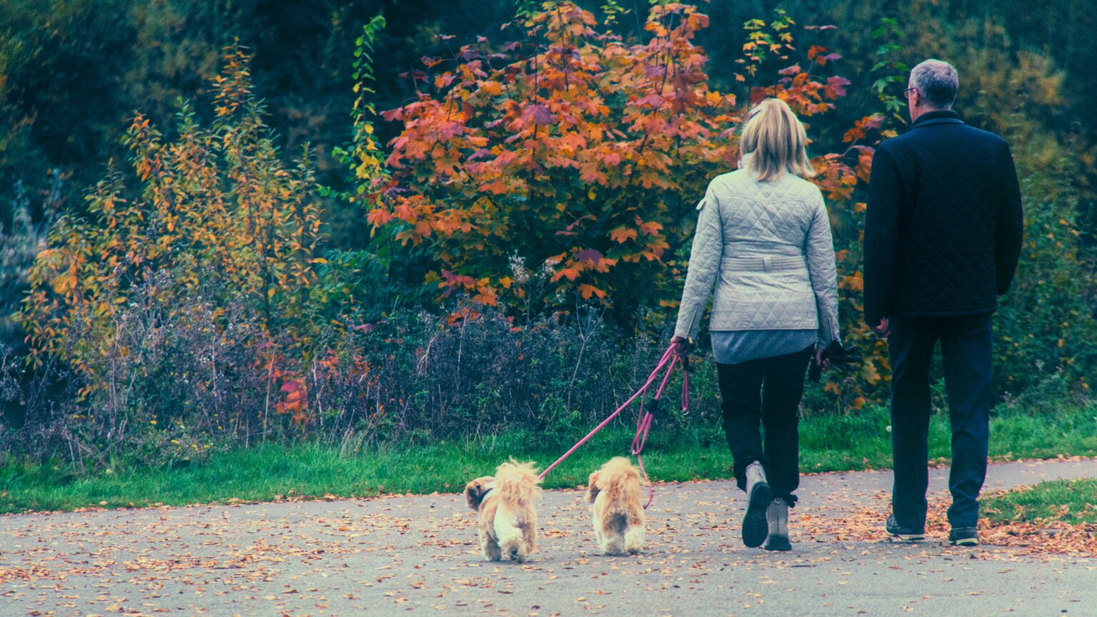 15 DogFriendly Fall Activities Near Me (Dallas Area) Super Scoopers