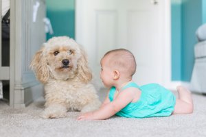 dogs and kids